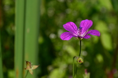 Geranium palustre