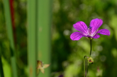 Geranium palustre