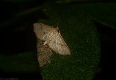 Addaea subtessellata