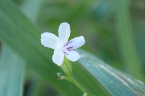 Priva cordifolia observed 2026-05-22