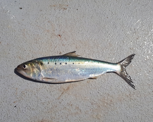 American Shad