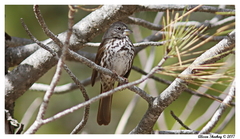 Passerella iliaca stephensi