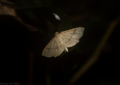 Addaea subtessellata