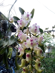 Aerides
