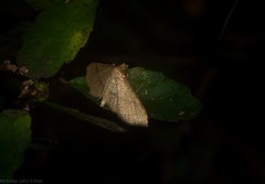 Addaea subtessellata