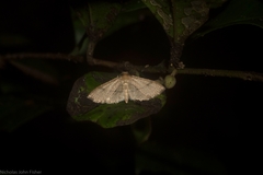 Addaea subtessellata