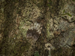 Polylopha epidesma