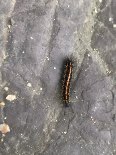 Australian magpie moth
