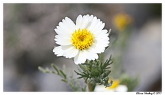 Layia pentachaeta albida