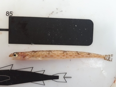 Leptoclinus maculatus