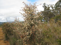 Hakea carinata