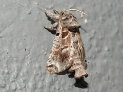 Inguromorpha arcifera