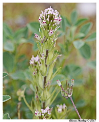 Castilleja brevistyla