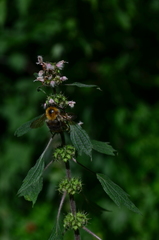 Bombus pascuorum