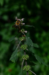 Bombus pascuorum