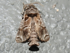 Inguromorpha arcifera