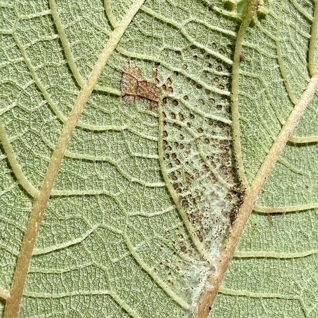 Udea ennychioides