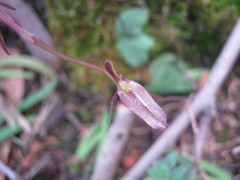 Cyrtostylis reniformis