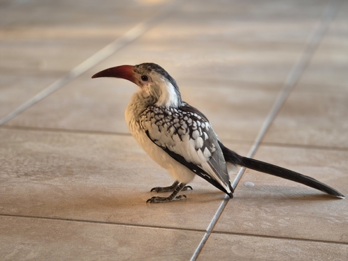 Damara Red-billed Hornbill (Tockus damarensis)