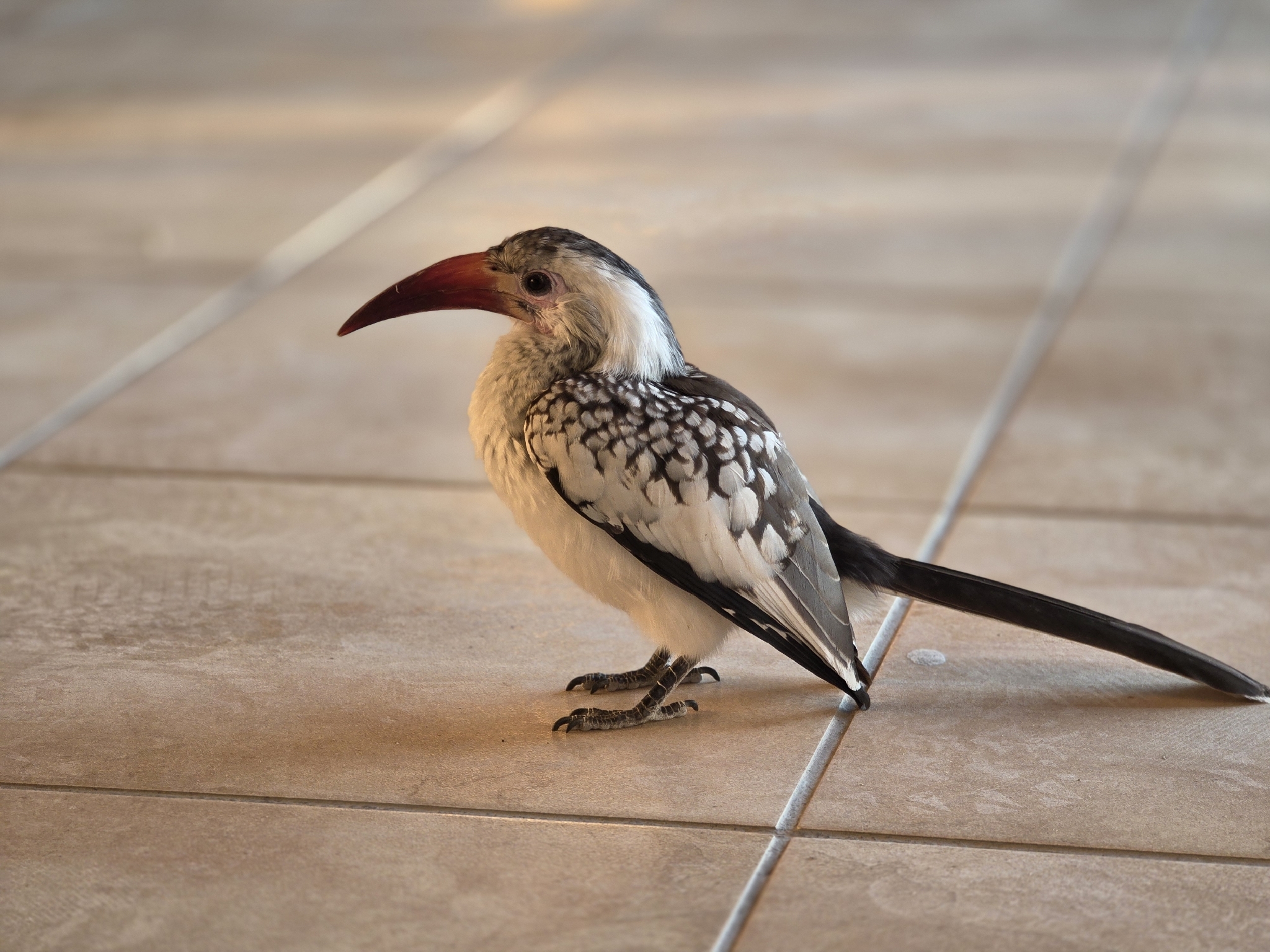 Damara Red-billed Hornbill (Tockus damarensis), photo 2