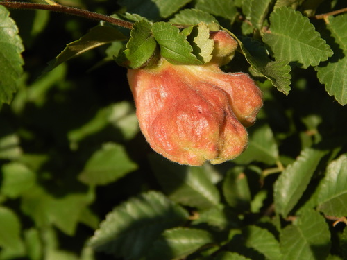 Elm Balloon-gall Aphid