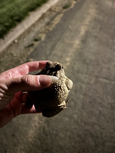 Woodhouse's Toad