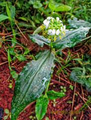 Aneilema beniniense