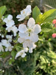 Prunus cerasus