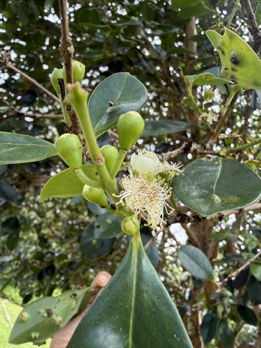 Psidium cattleianum observed 2026-05-23