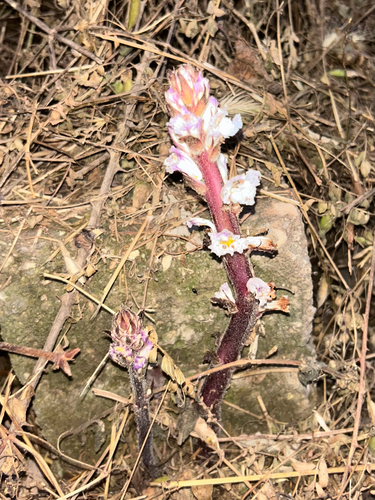 Bean Broomrape