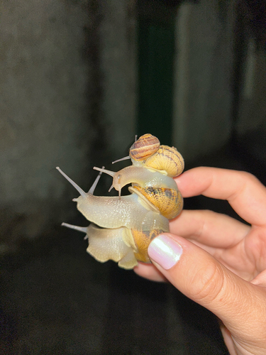 Garden Snail
