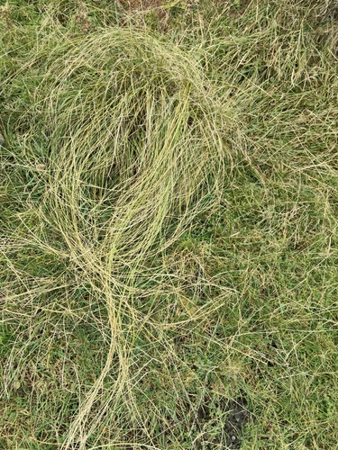 Carex flagellifera, photograph 3
