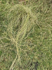 Carex flagellifera, photograph (c) John Barkla, some rights reserved (CC BY)