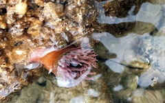 Isanemonia australis