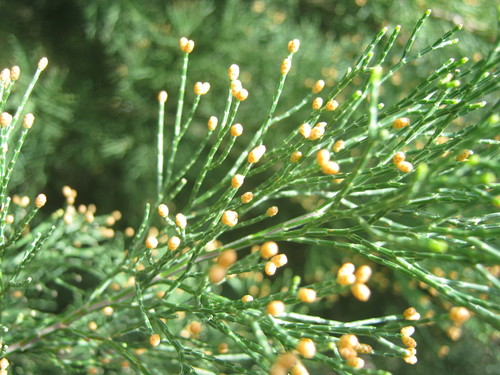 Slender Cypress-pine