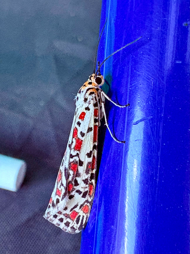 Heliotrope Moth