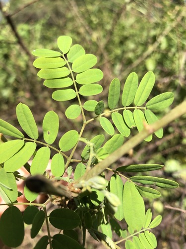 Mysore Thorn