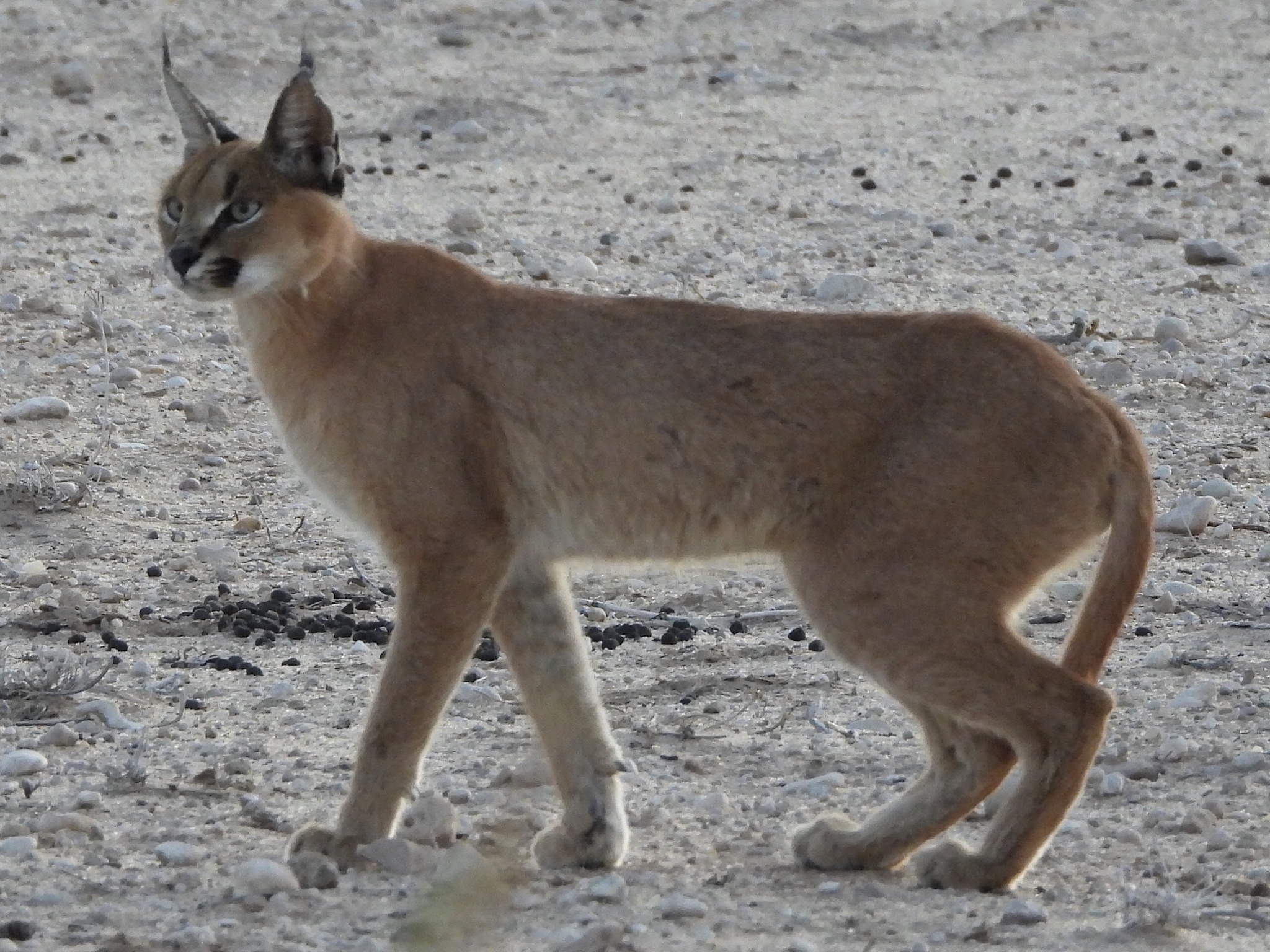 Caracal caracal - Wikipedia, la enciclopedia libre