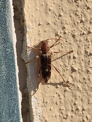 Xylotrechus smei