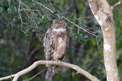 Ketupa zeylonensis