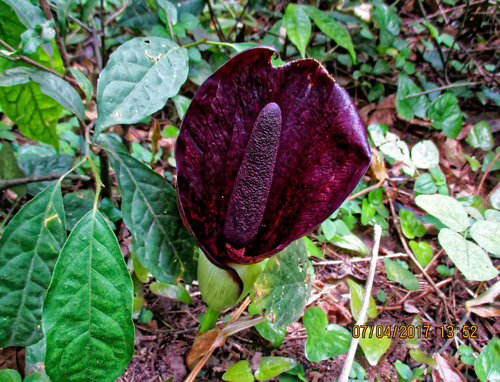 Amorphophallus abyssinicus