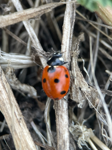 Seven-spotted Lady Beetle