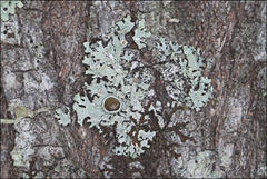 Austroparmelina pseudorelicina