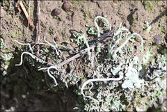 Cladonia corniculata