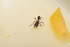 Odontoponera transversa