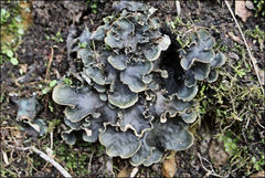 Peltigera dolichorhiza
