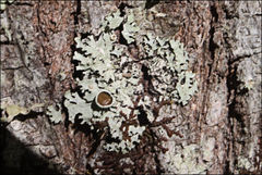 Austroparmelina pseudorelicina