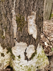 Rigidoporus corticola