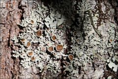 Austroparmelina pseudorelicina