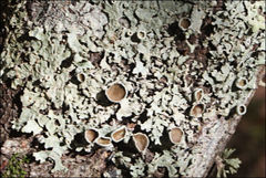 Austroparmelina pseudorelicina